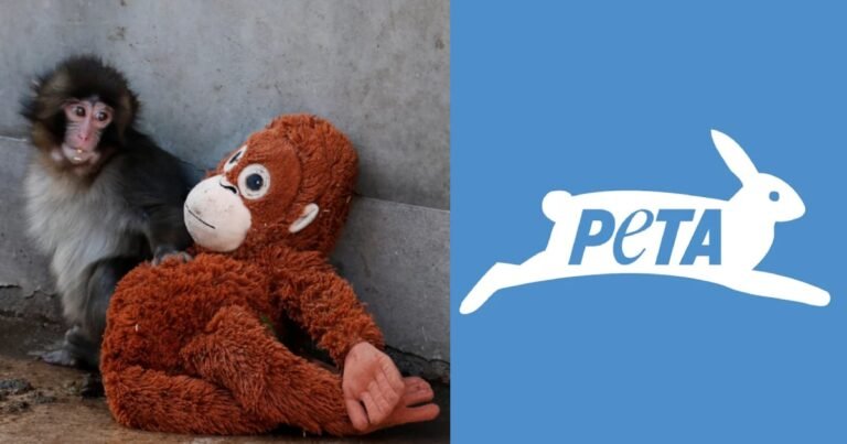 PETA se va contra contra zoológico de Japón donde vive "Punch" (Foto de internet)