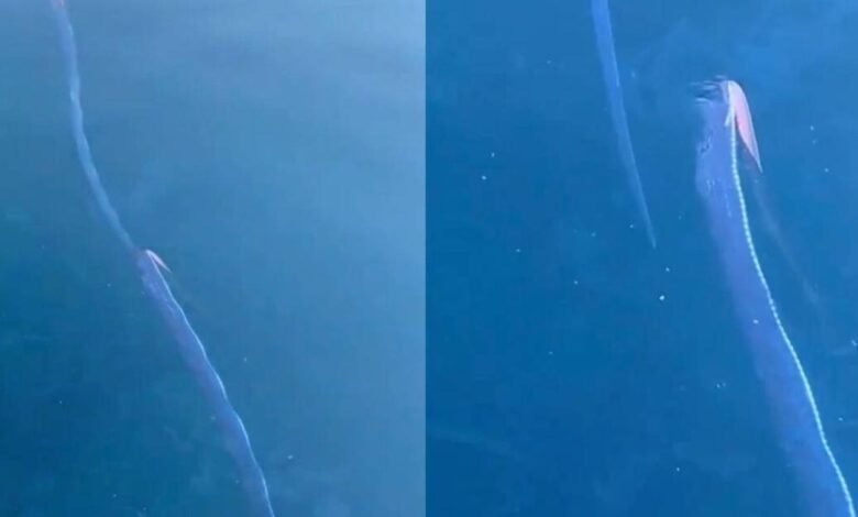 Pez del Juicio Final captado en aguas de Japón