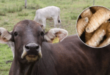 Productores señalan fallas en estrategia contra el gusano barrenador en Chiapas