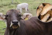 Productores señalan fallas en estrategia contra el gusano barrenador en Chiapas