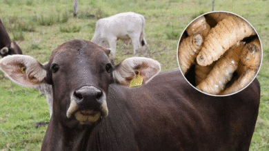 Productores señalan fallas en estrategia contra el gusano barrenador en Chiapas