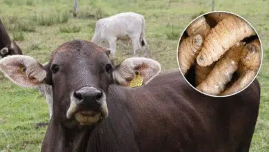 Productores señalan fallas en estrategia contra el gusano barrenador en Chiapas