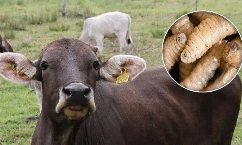 Productores señalan fallas en estrategia contra el gusano barrenador en Chiapas