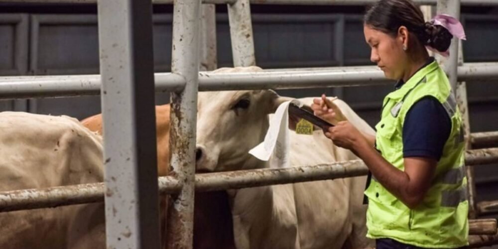 Chiapas, epicentro de casos de miasis