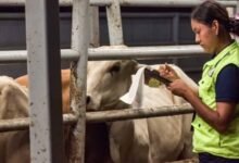 Chiapas, epicentro de casos de miasis