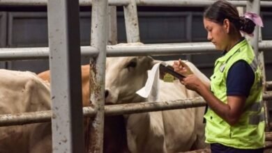 Chiapas, epicentro de casos de miasis