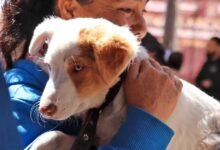 Campaña antirrábica en Tapachula sedes, fechas y horarios