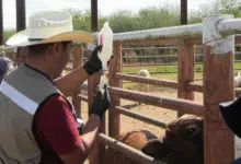 Chiapas en alerta por el gusano barrenador