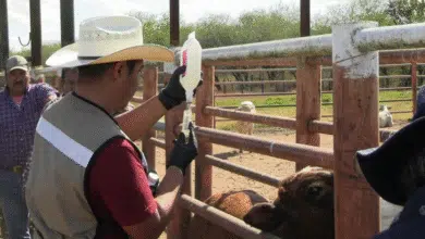 Chiapas en alerta por el gusano barrenador