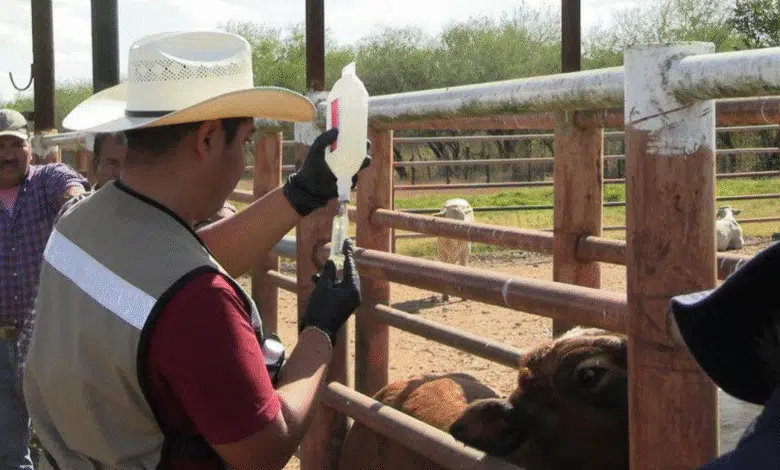 Chiapas en alerta por el gusano barrenador