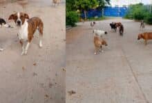 Denuncian desaparición de ocho perritos comunitarios