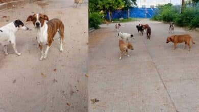 Denuncian desaparición de ocho perritos comunitarios