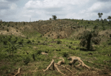 Detienen a una persona por el delito de ecocidio (1)