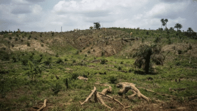 Detienen a una persona por el delito de ecocidio (1)