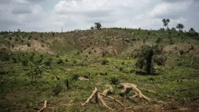 Detienen a una persona por el delito de ecocidio (1)