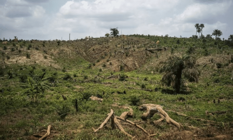 Detienen a una persona por el delito de ecocidio (1)