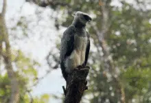 El águila arpía regresa al Zoomat