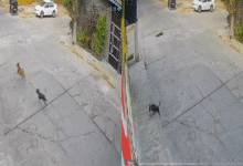 Denuncian envenenamiento masivo de perros y gatos (Foto de cortesía)