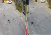 Denuncian envenenamiento masivo de perros y gatos (Foto de cortesía)