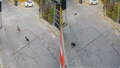 Denuncian envenenamiento masivo de perros y gatos (Foto de cortesía)