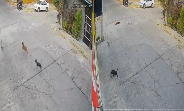 Denuncian envenenamiento masivo de perros y gatos (Foto de cortesía)