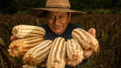 Paga AGRICULTURA más de 108 mdp a las y los productores de maíz blanco en Campeche