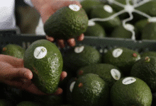 Productores de Pantelhó establecen parcelas de aguacate Hass con apoyo federal