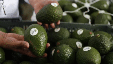 Productores de Pantelhó establecen parcelas de aguacate Hass con apoyo federal