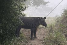 Rescatan tapir en Las Choapas y lo trasladan al Zoomat
