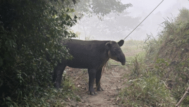 Rescatan tapir en Las Choapas y lo trasladan al Zoomat