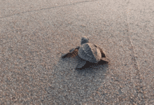 Todo listo para el Tortufest 2026