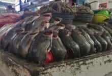 Vigilarán la venta de pescados y mariscos