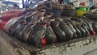 Vigilarán la venta de pescados y mariscos