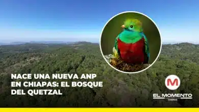 Nace una nueva área natural protegida en Chiapas El bosque del quetzal, en Coapilla