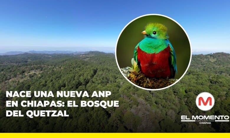 Nace una nueva área natural protegida en Chiapas El bosque del quetzal, en Coapilla