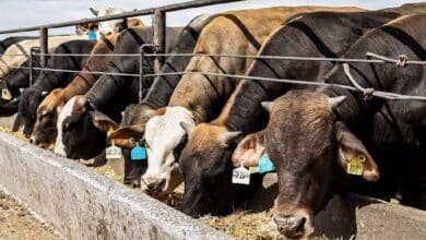 51 mdd destinados al combate del gusano barrenador