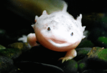 Ajolote mexicano aparece en Reino Unido el hallazgo que alerta sobre el abandono de especies exóticas