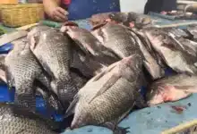 apoyos federales fortalecen a las pesca en chiapas