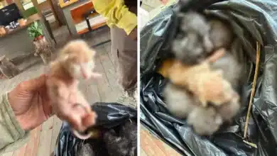 ayuntamiento de san cristóbal advierte sanciones severas tras rescate de gatos abandonados