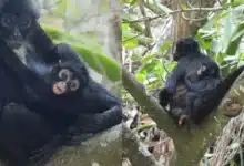 Nace tercera cría de mono araña en el Cañón del Sumidero (Foto de internet)