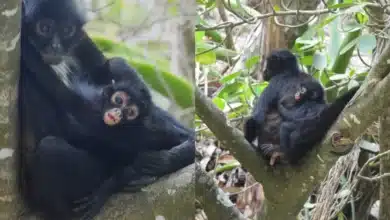 Nace tercera cría de mono araña en el Cañón del Sumidero (Foto de internet)