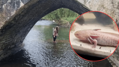 Niña de 10 años descubrió un ajolote en el puente Dipping Bridge (Foto de internet)