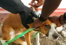 Inicia campaña de vacunación antirrábica para mascotas en Chiapa de Corzo