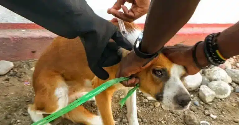 Inicia campaña de vacunación antirrábica para mascotas en Chiapa de Corzo