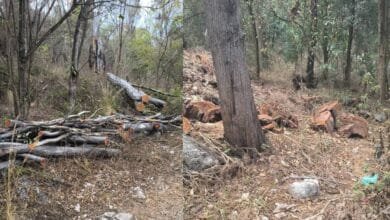 Preocupación por tala de árboles en San Cristóbal