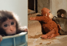 “Punch” El bebé mono que conquistó al mundo ya tiene su propio documental en Japón (Fotos Cortesía y Redes Sociales)
