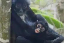 Reintroducción del mono araña en Chiapas muestra resultados positivos