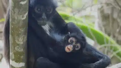 Reintroducción del mono araña en Chiapas muestra resultados positivos