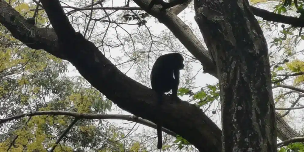 Activan protocolo de protección a monos en Chiapas ante temperaturas extremas