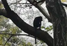 Activan protocolo de protección a monos en Chiapas ante temperaturas extremas